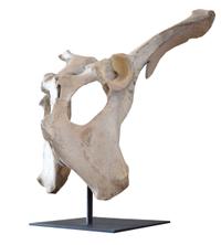 A Moose Pelvis on Custom Mount 20.5" W x 15" D x 20" H — United States, 20th Century