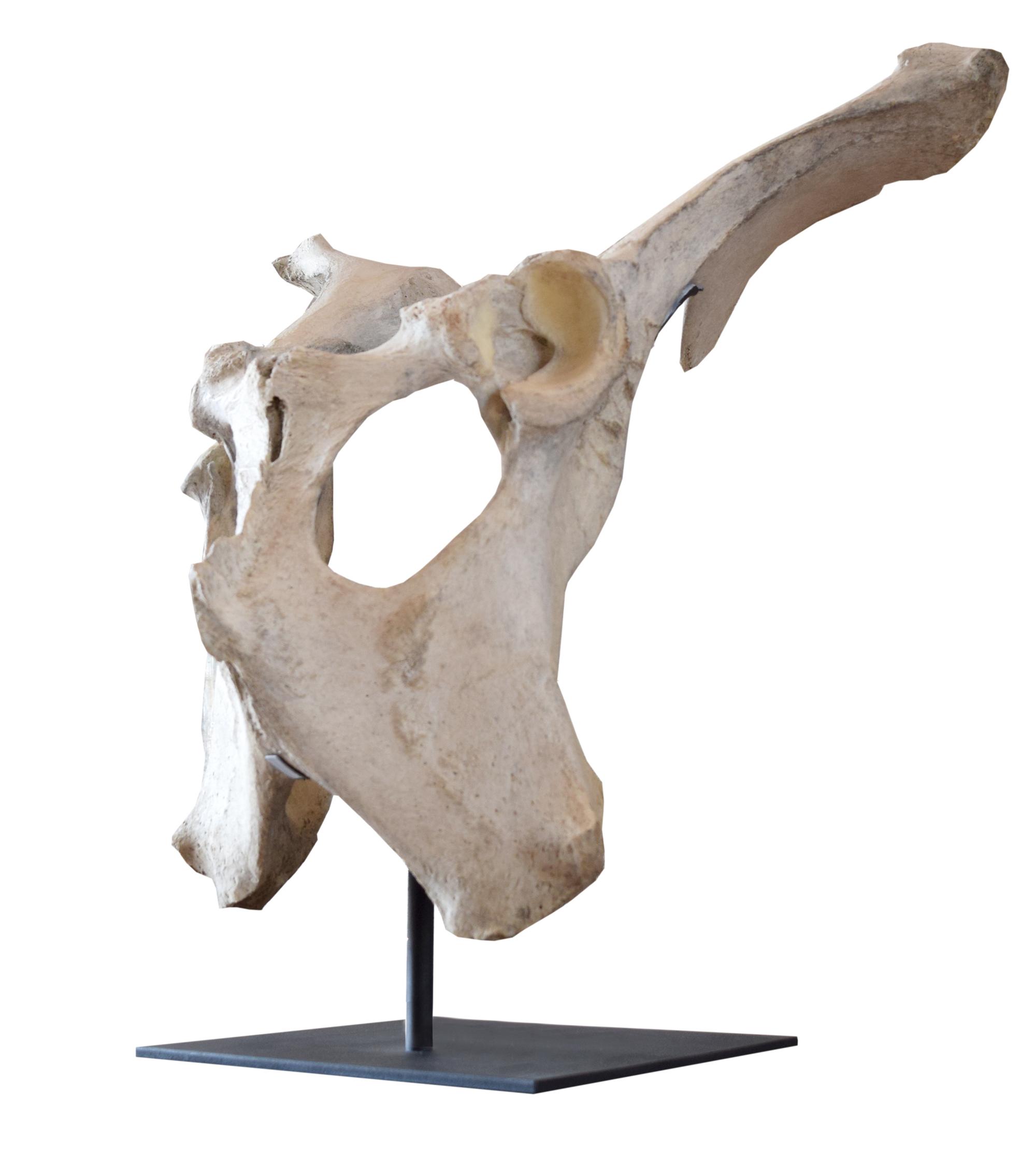 A Moose Pelvis on Custom Mount 20.5" W x 15" D x 20" H — United States, 20th Century