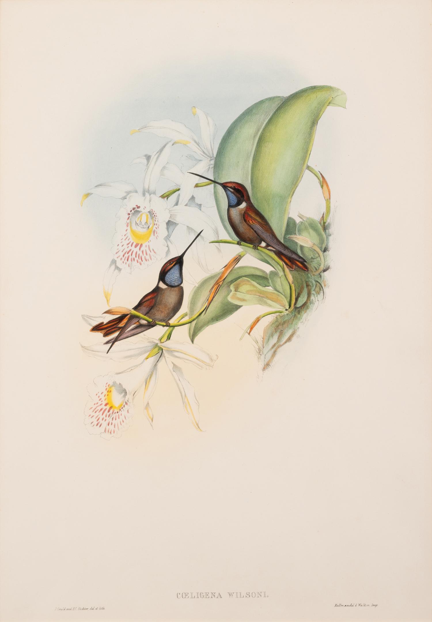 John Gould (British, 1804-1881)
