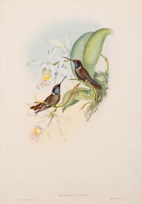 John Gould (British, 1804-1881)