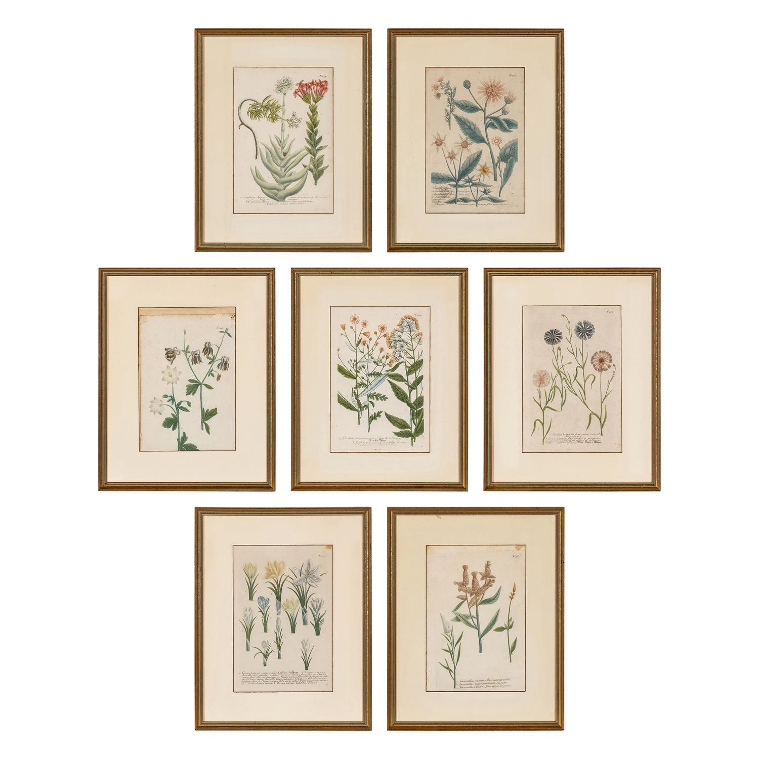 Seven Framed Antiquarian Botanical Book Plates