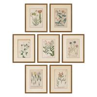 Seven Framed Antiquarian Botanical Book Plates