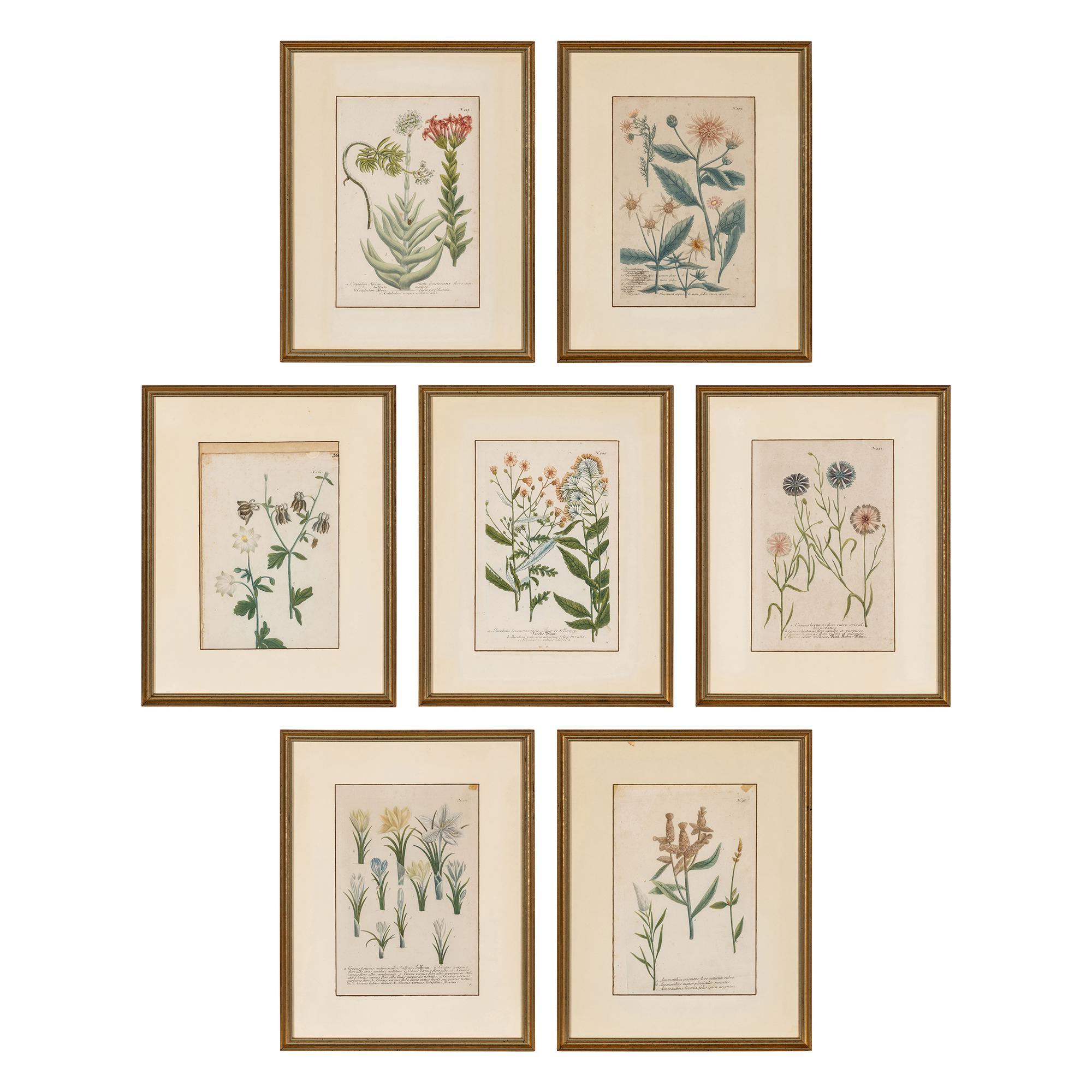 Seven Framed Antiquarian Botanical Book Plates