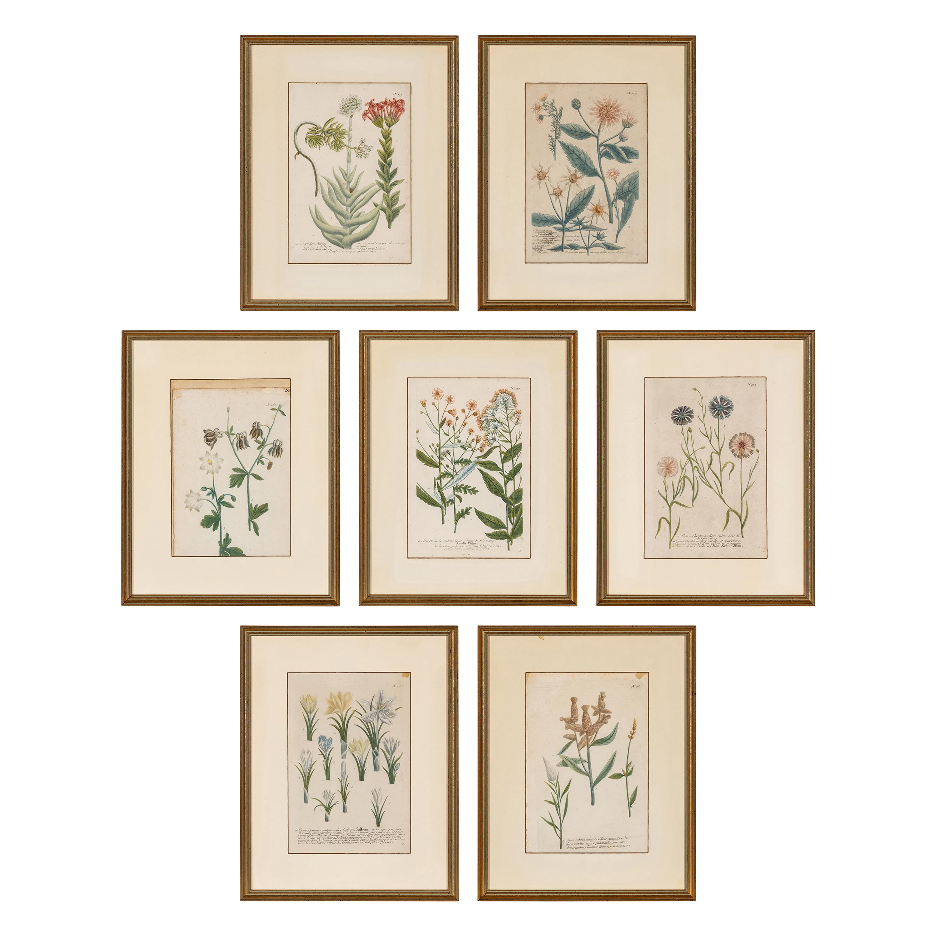 Seven Framed Antiquarian Botanical Book Plates