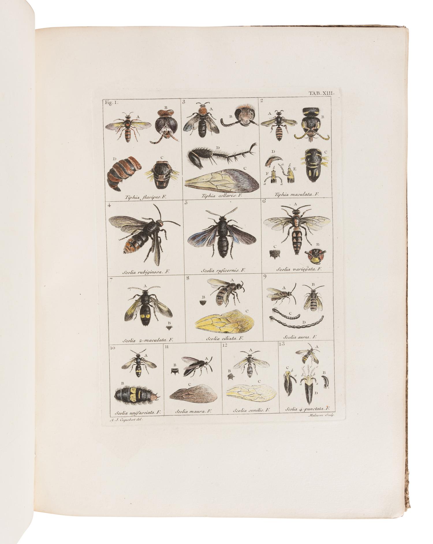 COQUEBERT, Antoine Jean (1753-1825). Illustratio Iconographica Insectorum … Paris: Typis Petri Didot, [1798/9]-1804.