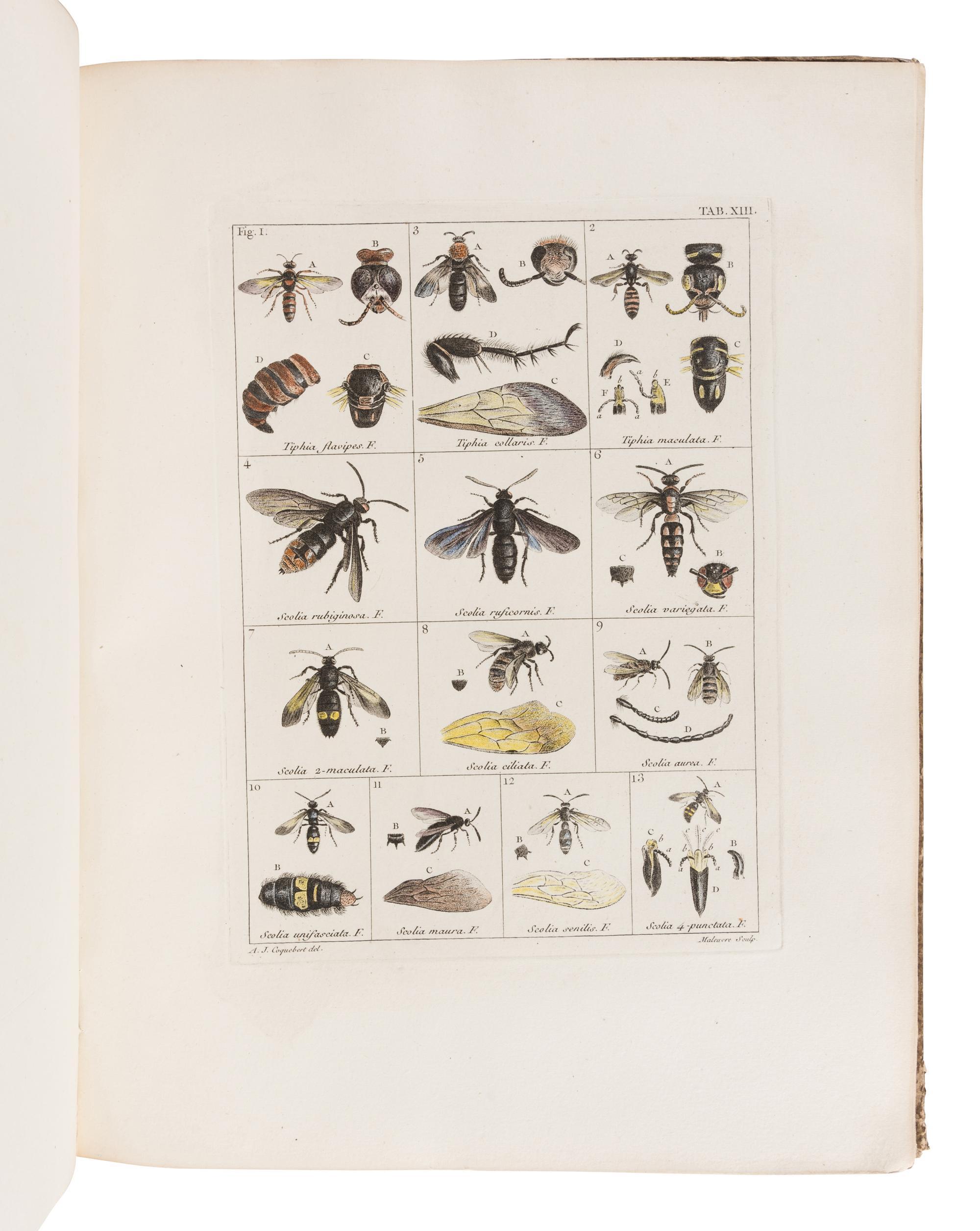 COQUEBERT, Antoine Jean (1753-1825). Illustratio Iconographica Insectorum … Paris: Typis Petri Didot, [1798/9]-1804.