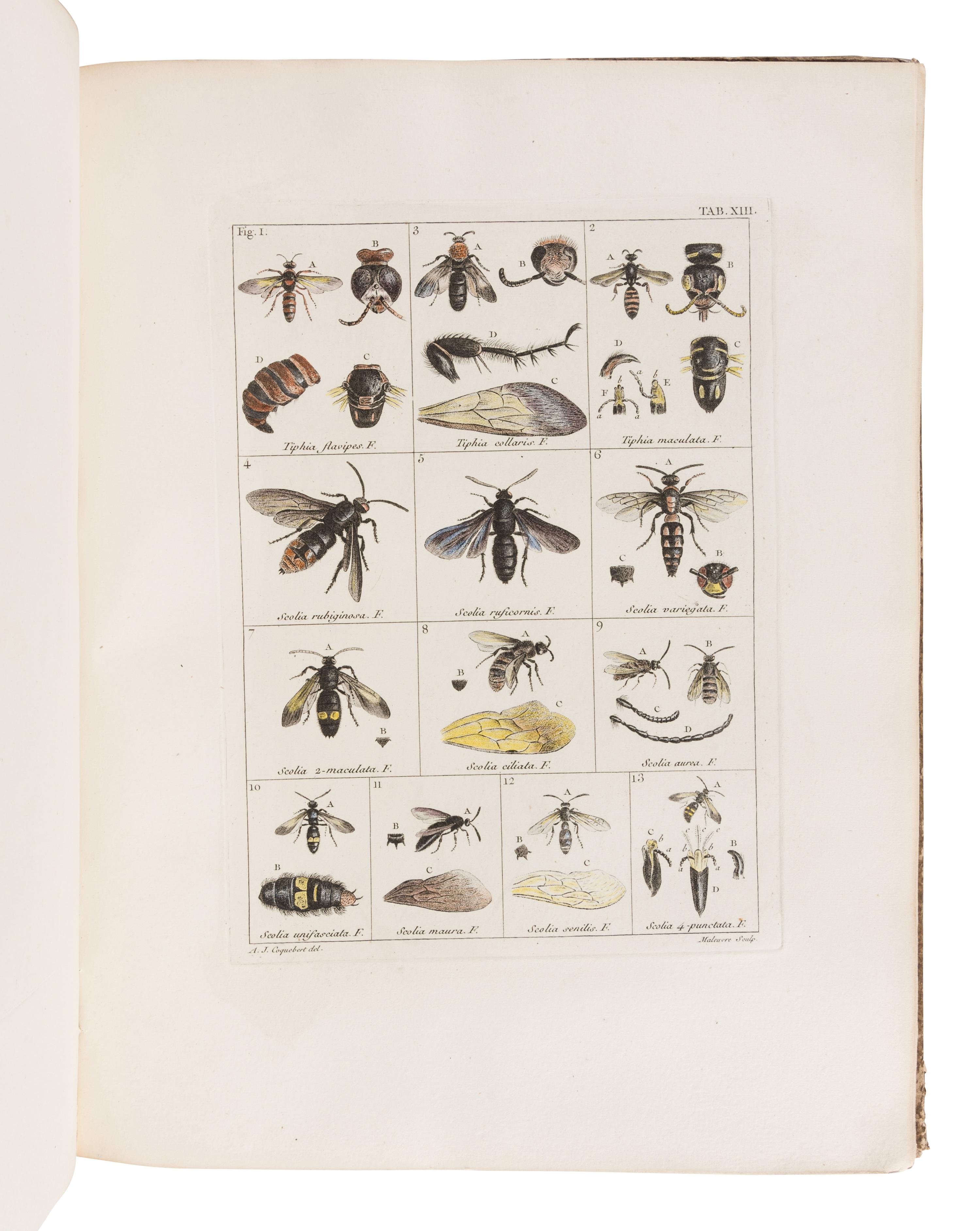COQUEBERT, Antoine Jean (1753-1825). Illustratio Iconographica Insectorum … Paris: Typis Petri Didot, [1798/9]-1804.