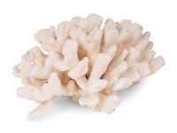 A Collection of Three White Coral Specimens