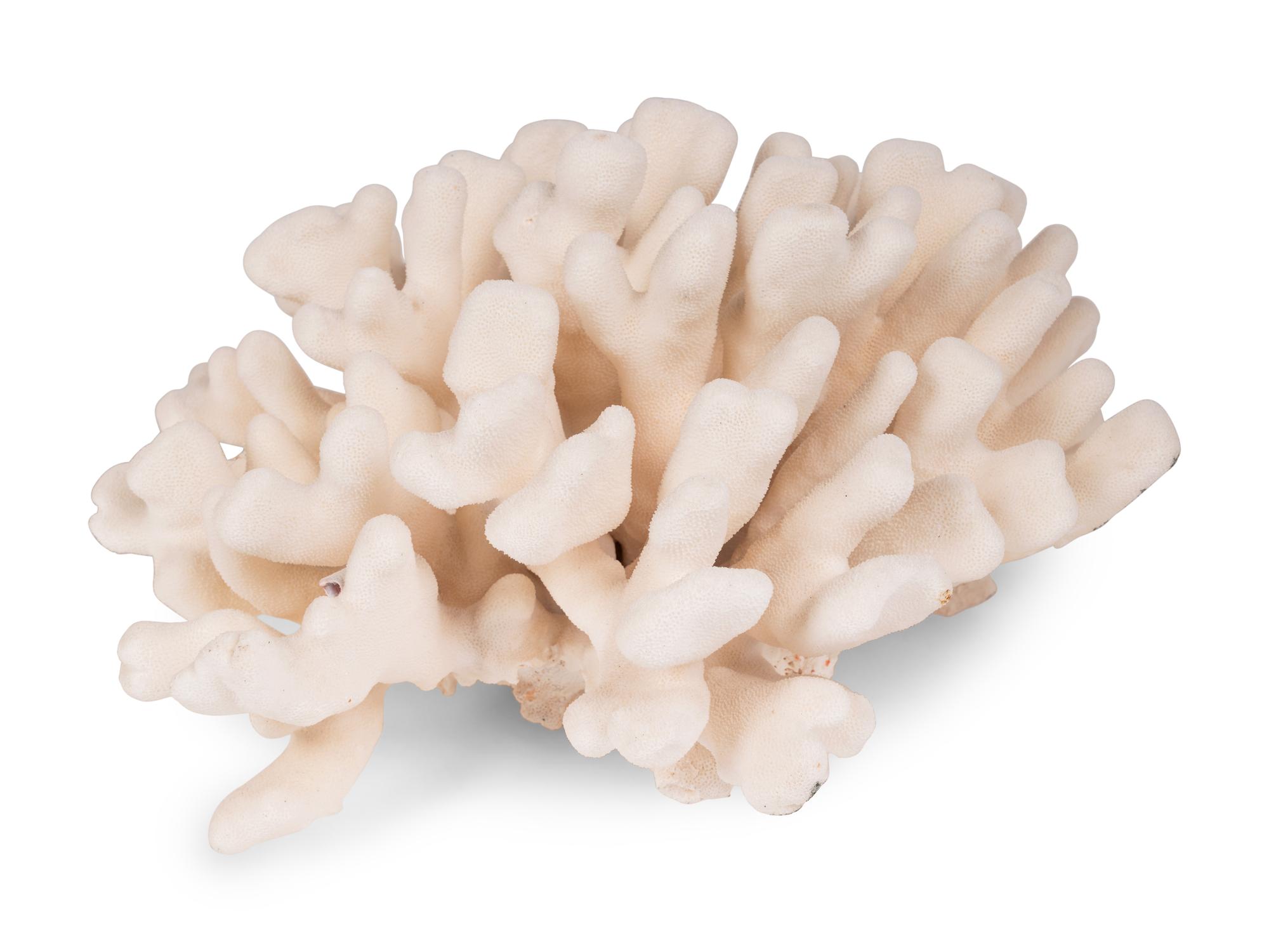 A Collection of Three White Coral Specimens