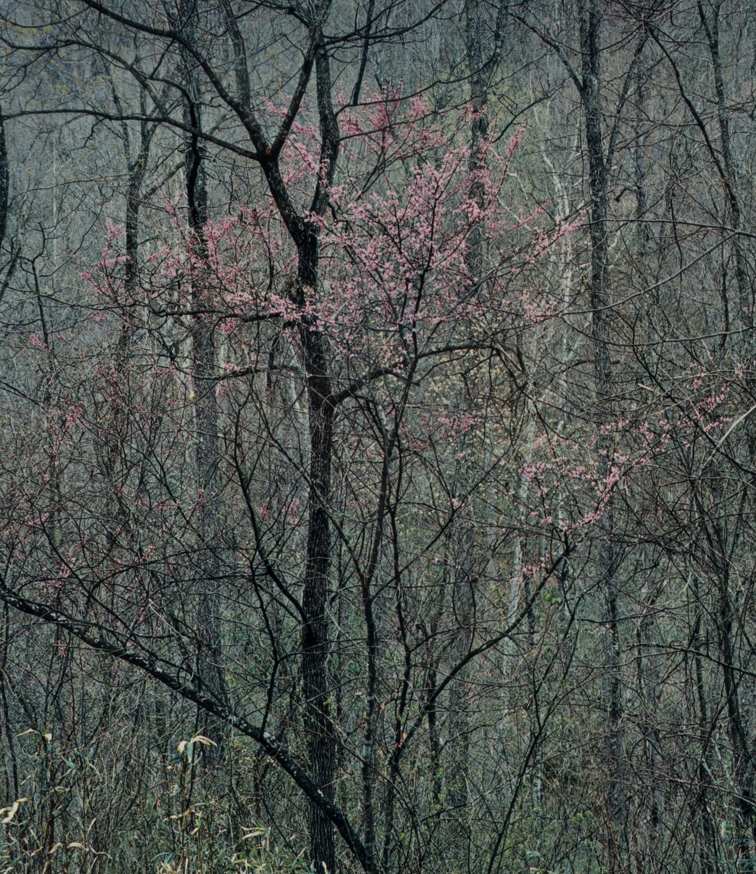 Redbud Tree in Bottomland, Near Red River Gorge, Kentucky