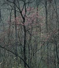 Redbud Tree in Bottomland, Near Red River Gorge, Kentucky