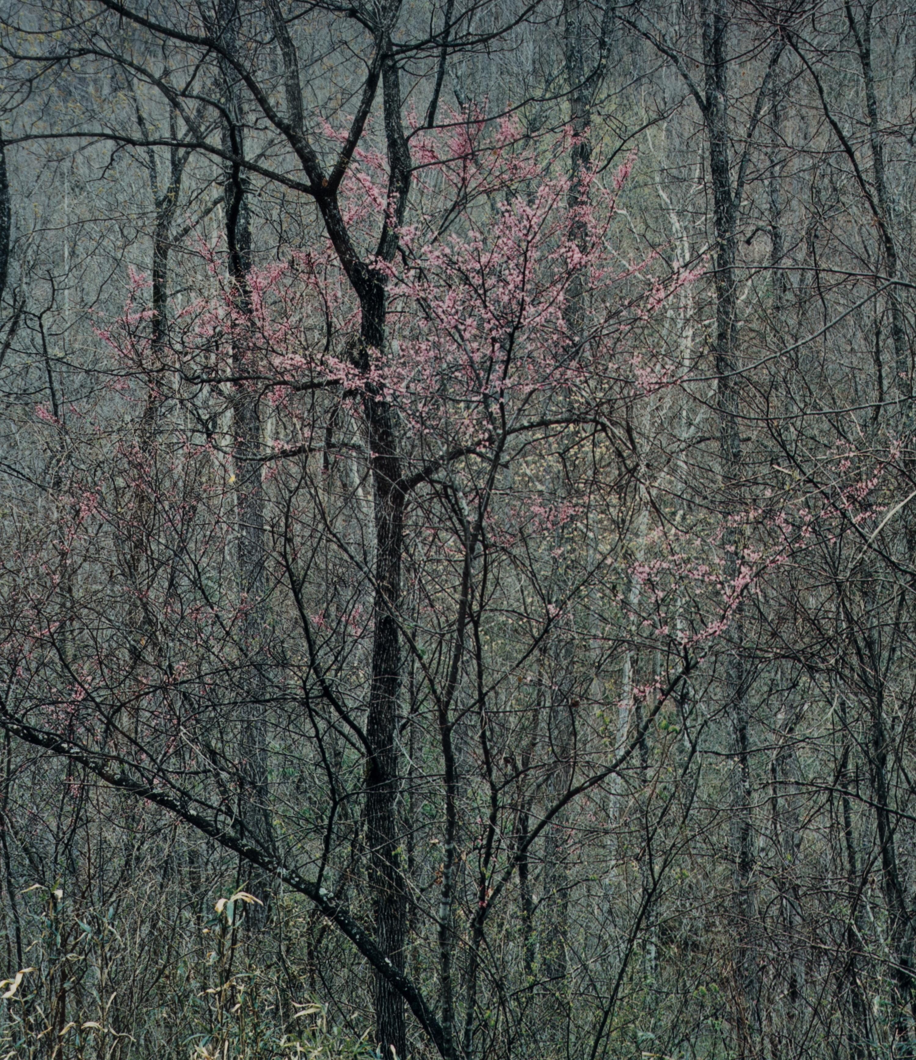 Redbud Tree in Bottomland, Near Red River Gorge, Kentucky