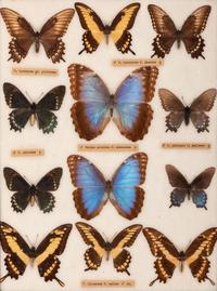 Four Framed Groups of Lepidopterological Specimens