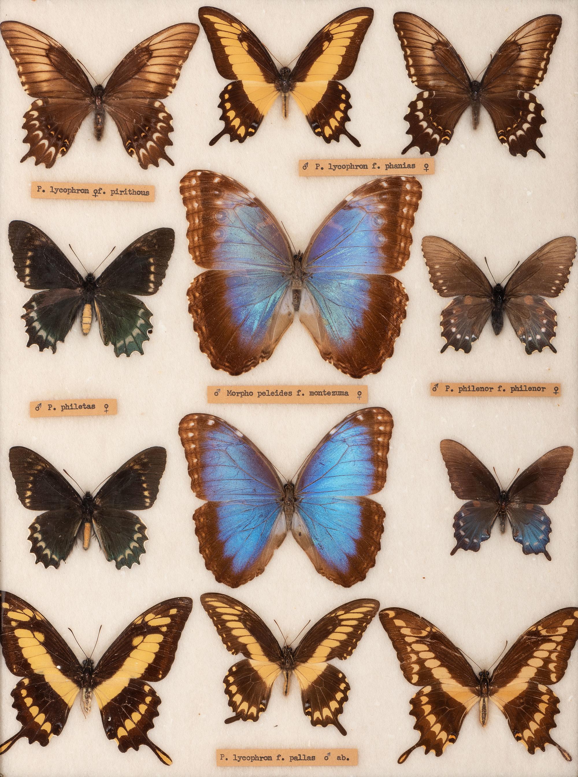 Four Framed Groups of Lepidopterological Specimens