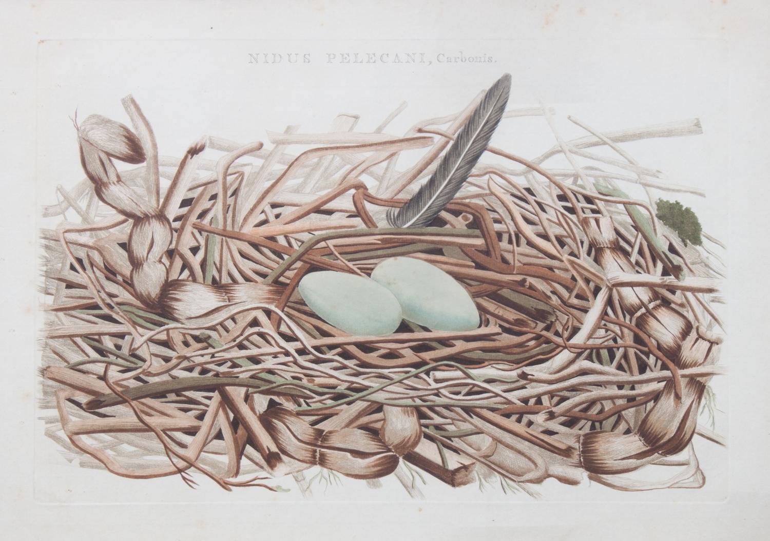 A Handcolored Engraving 10 7/8 × 16 3/8 inches. — AFTER CORNELIUS NOZEMAN (Dutch, 1720-1786)