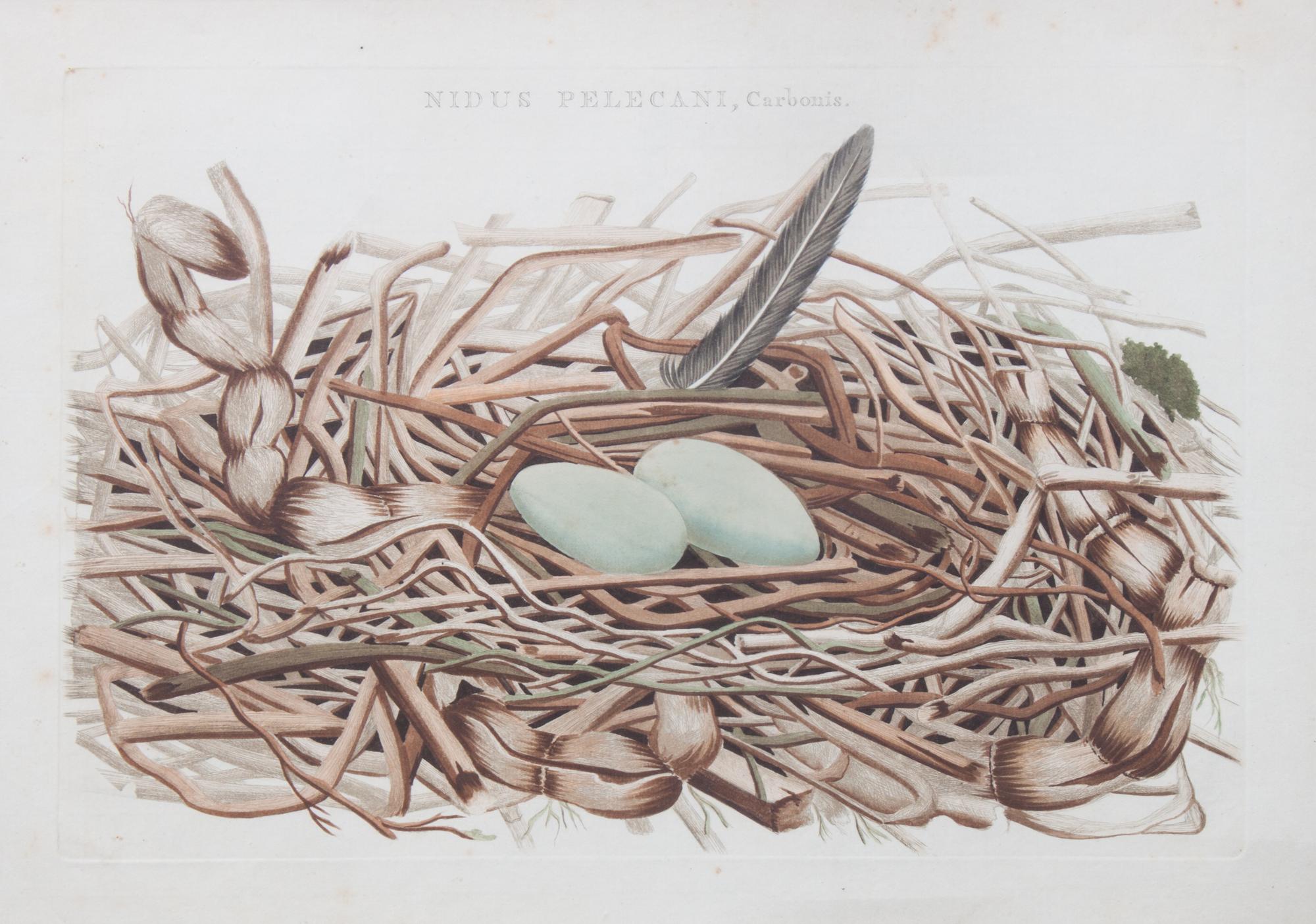 A Handcolored Engraving 10 7/8 × 16 3/8 inches. — AFTER CORNELIUS NOZEMAN (Dutch, 1720-1786)