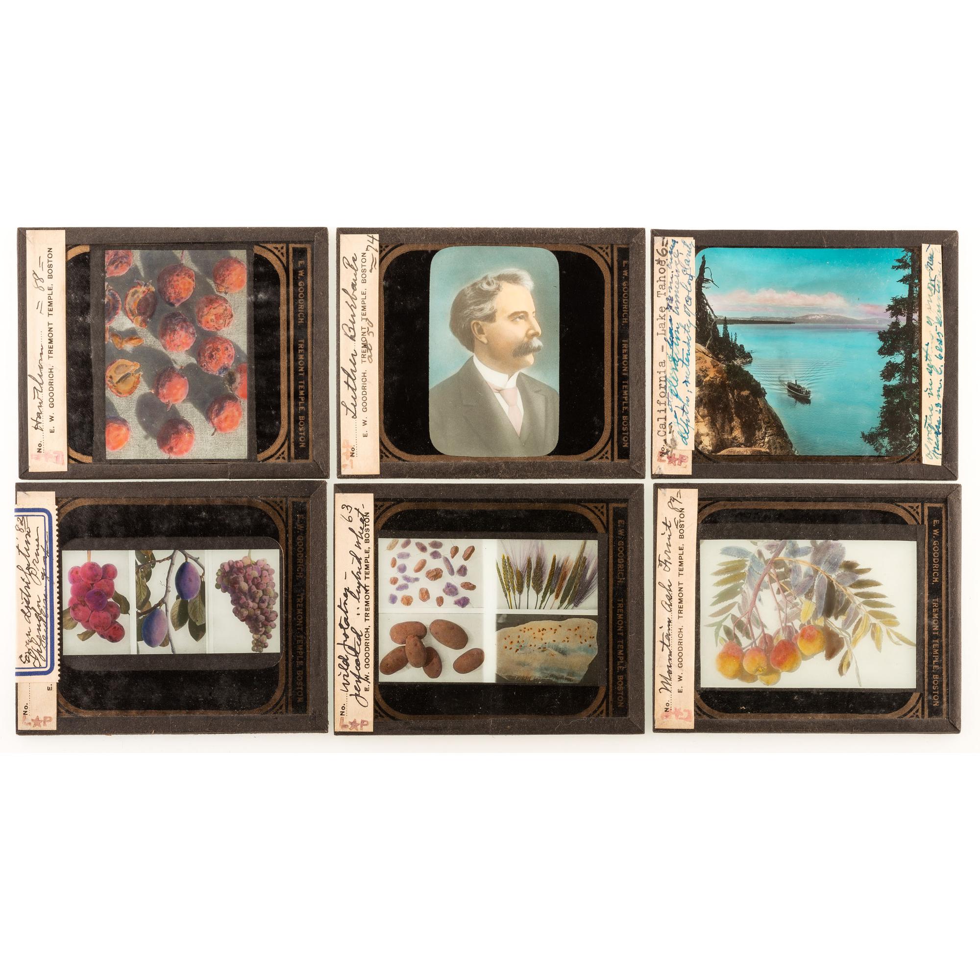 [EARLY PHOTOGRAPHY] -- [HORTICULTURE]. A group of 93 magic lantern slides and notes for a program on Luther Burbank. Boston, MA: E.W. Goodrich, Tremont Temple, [ca 1920s].