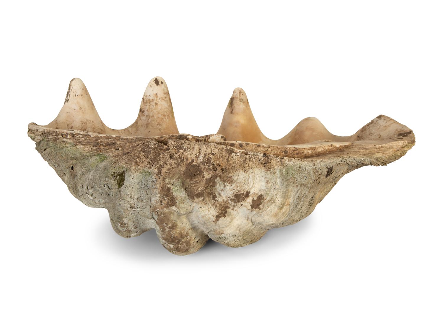 A Pair of Tridacna Gigas Giant Clam Shells