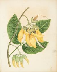 A Set of Eighteen Framed English Botanical Watercolor Illustrations