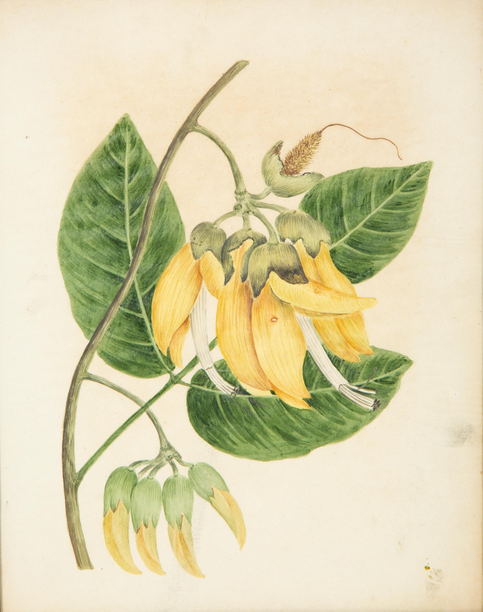 A Set of Eighteen Framed English Botanical Watercolor Illustrations