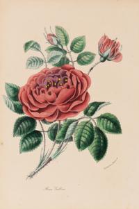 A Collection of Six English Botanical Engravings — 20TH CENTURY