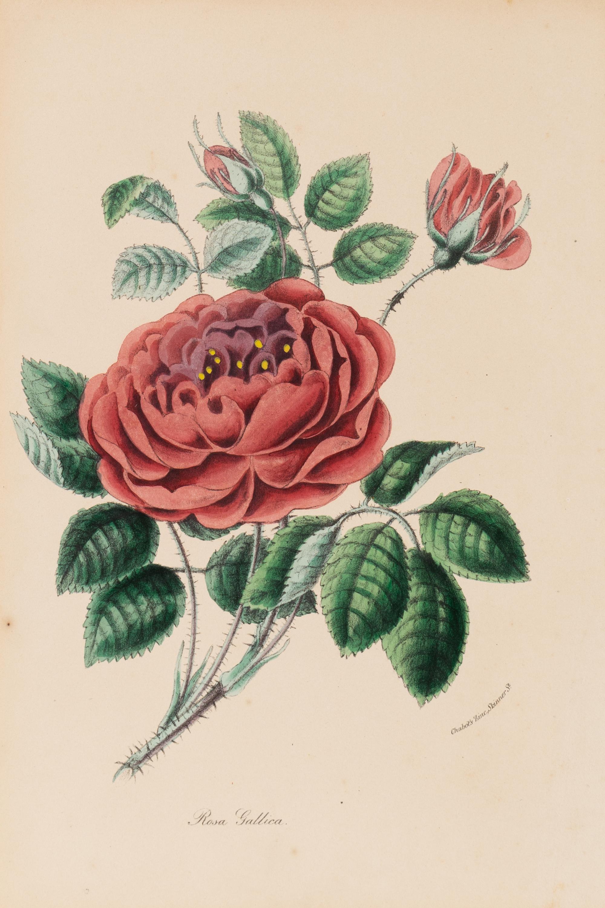A Collection of Six English Botanical Engravings — 20TH CENTURY