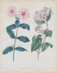 A Group of Six Botanical Color Prints 9 1/2 x 7 3/4 inches. — 20TH CENTURY