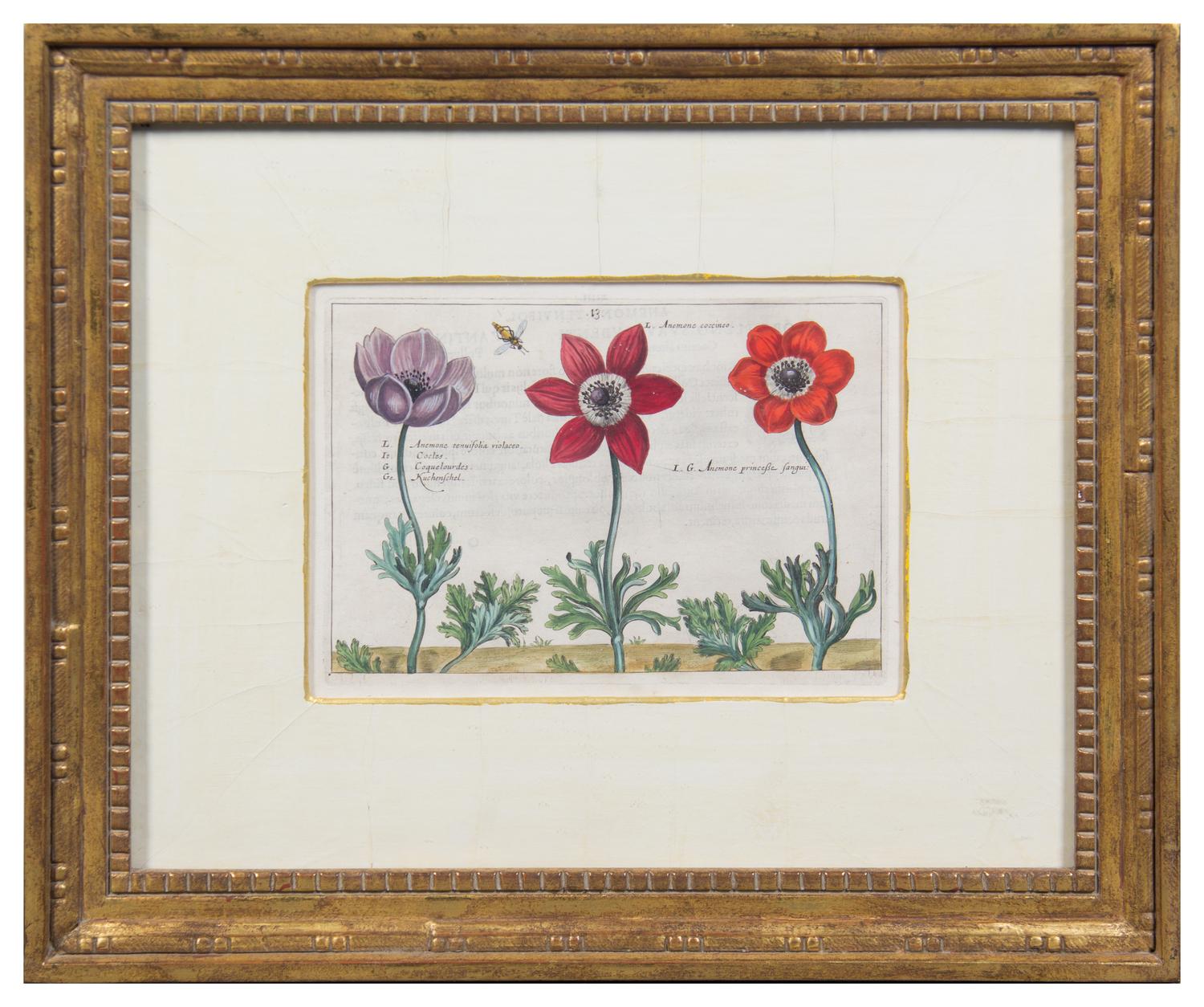 A Group of Four Hand-Colored Botanical Engravings Largest: 21 1/2 x 17 1/2 inches overall.