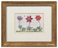 A Group of Four Hand-Colored Botanical Engravings Largest: 21 1/2 x 17 1/2 inches overall.