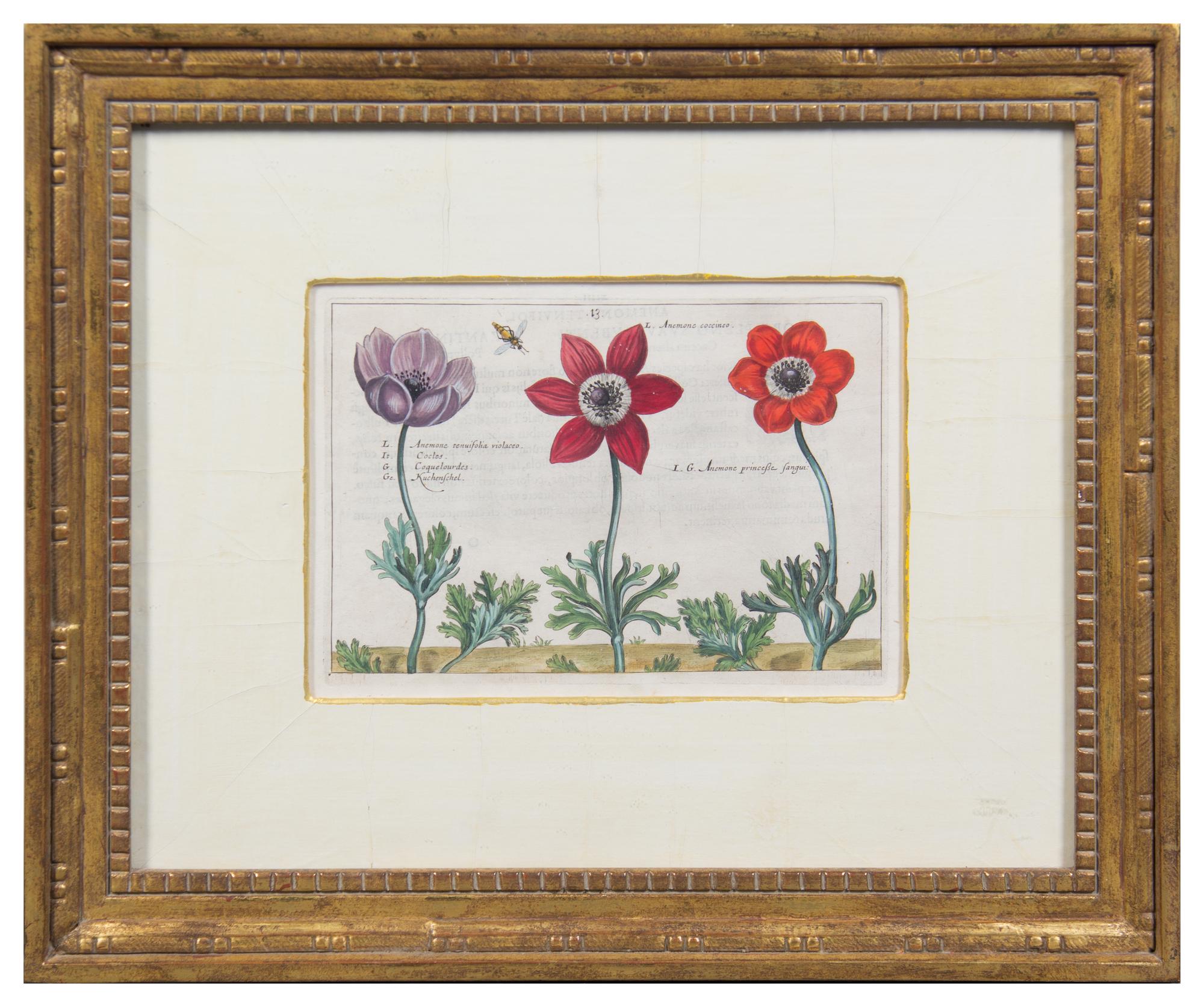 A Group of Four Hand-Colored Botanical Engravings Largest: 21 1/2 x 17 1/2 inches overall.