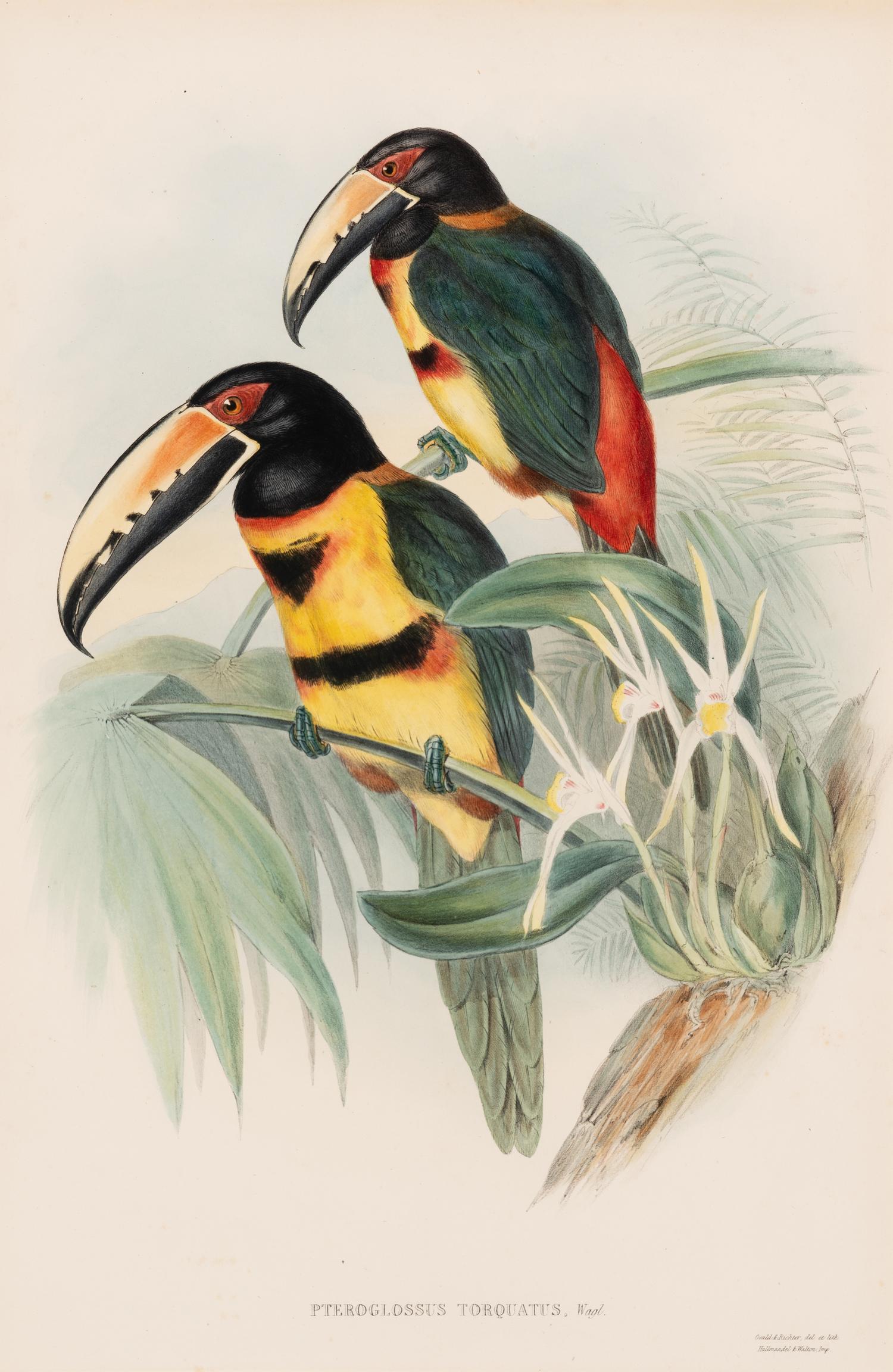 GOULD, John (1804-1881). Pteroglossus torquatus . London, 1833-34.