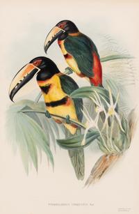 GOULD, John (1804-1881). Pteroglossus torquatus . London, 1833-34.