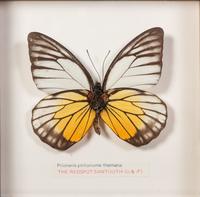Thirty-One Framed Lepidopterological Specimens