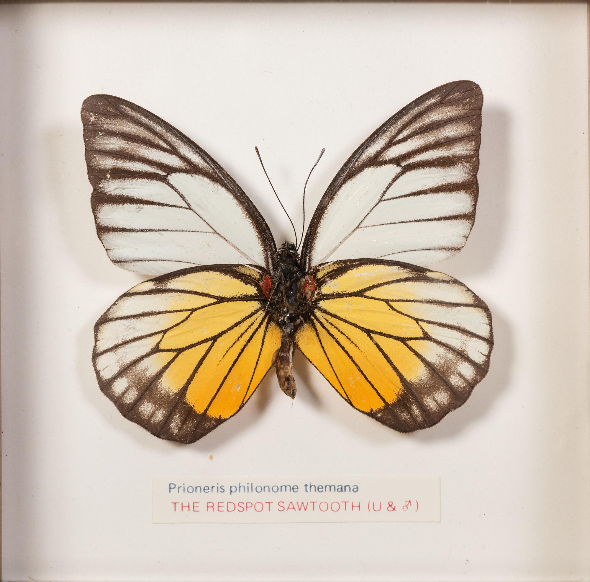 Thirty-One Framed Lepidopterological Specimens