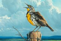 Meadowlark , 1998
