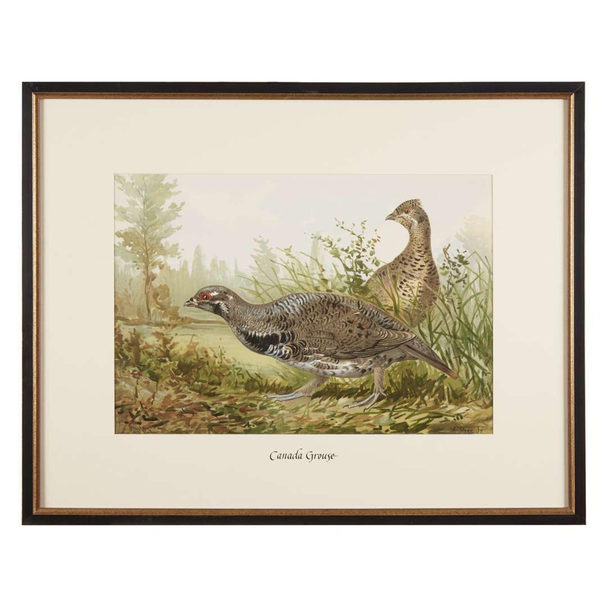 ALEXANDER POPE JUNIOR (AMERICAN 1849-1924) "BLACK DUCK" FROM UPLAND GAME BIRDS AND WATERFOWL OF THE UNITED STATES