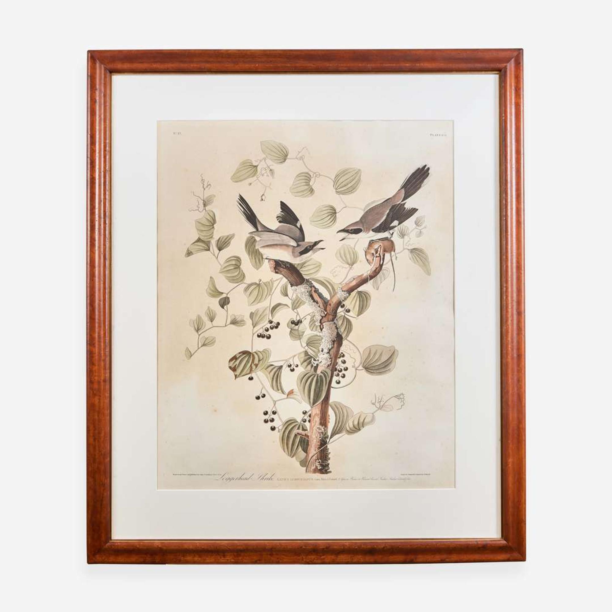 [Prints] Audubon, John J(ames). Loggerhead Shrike