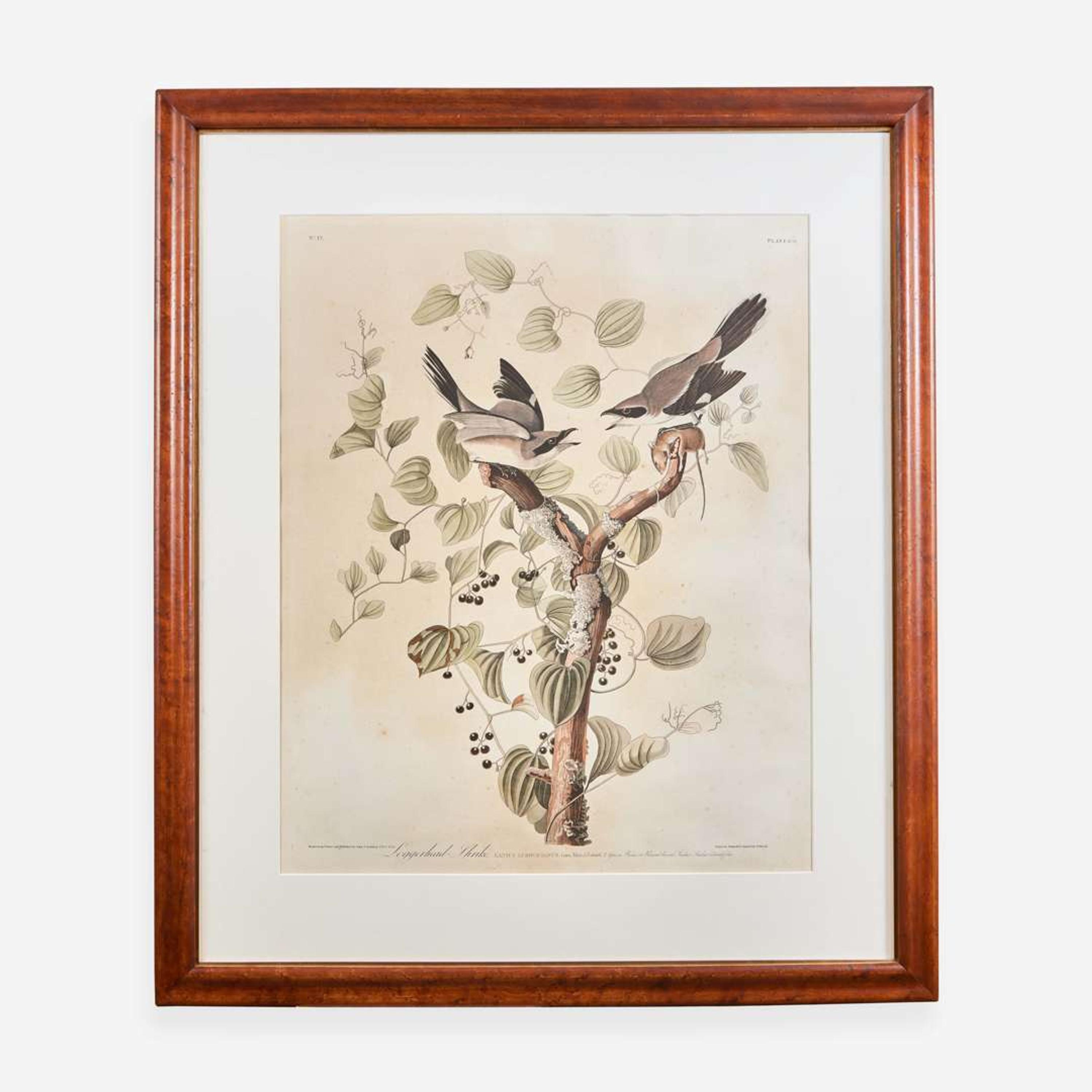 [Prints] Audubon, John J(ames). Loggerhead Shrike