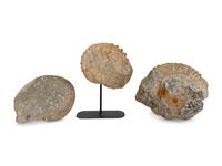 Three Large Unpolished Ammonite Fossil Specimens