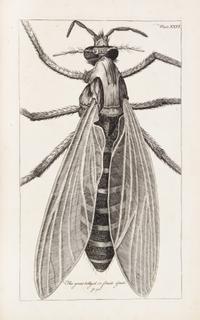 HOOKE, ROBERT. Micrographia Restaurata... London, 1745. Second edition, complete.