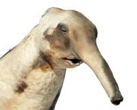 Untitled (Elephant) , 1987