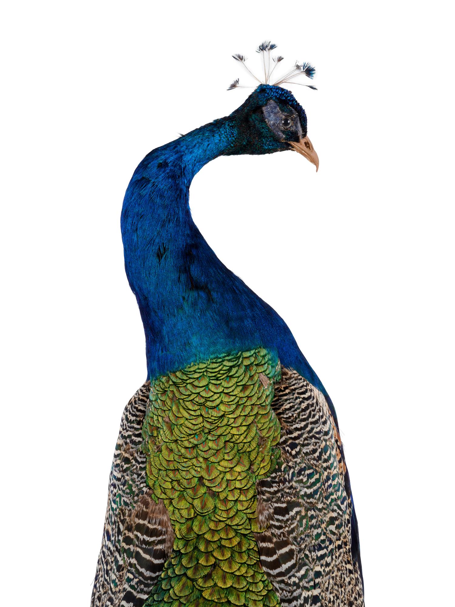 A Taxidermy Peacock on Stand