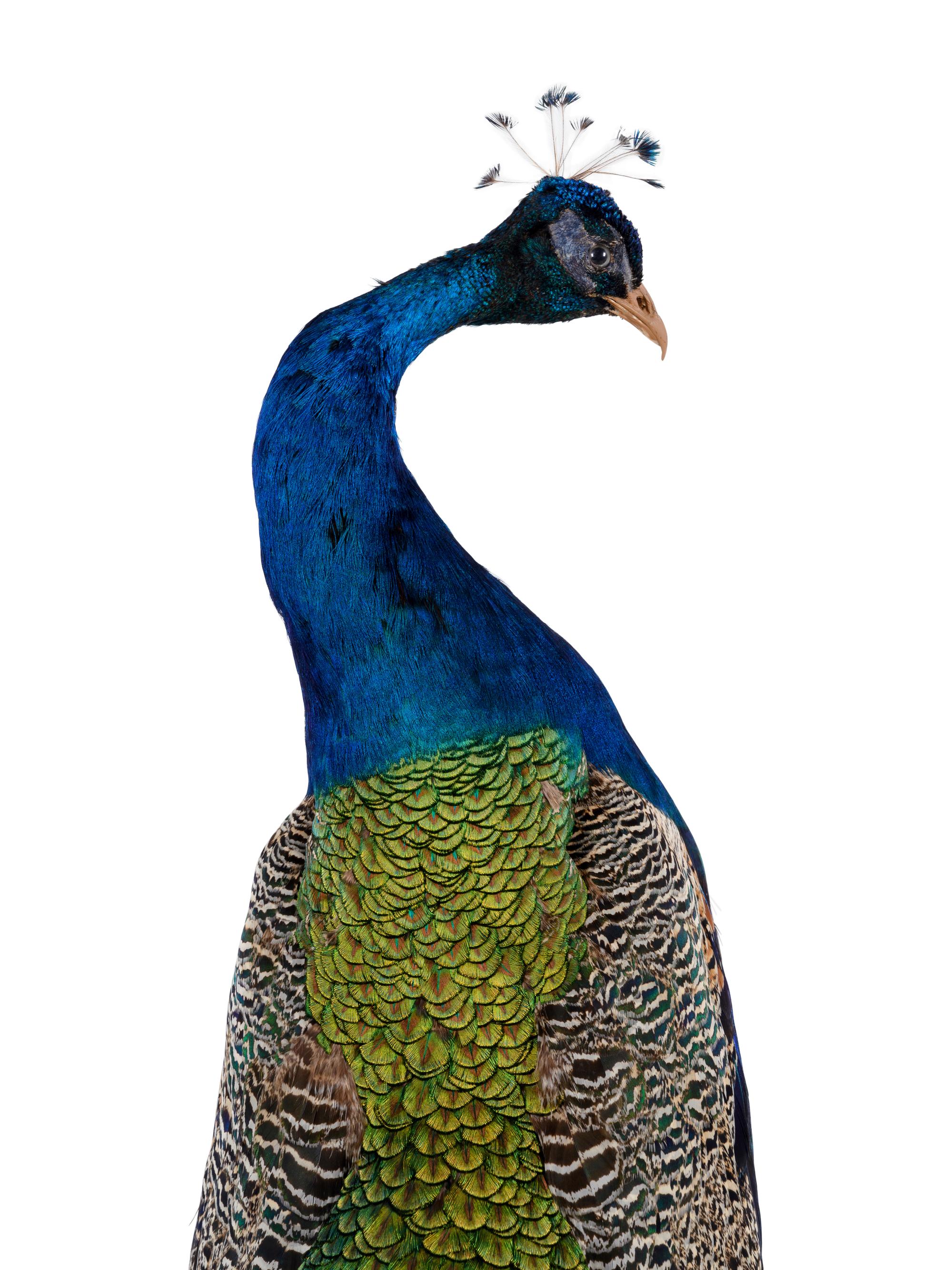 A Taxidermy Peacock on Stand