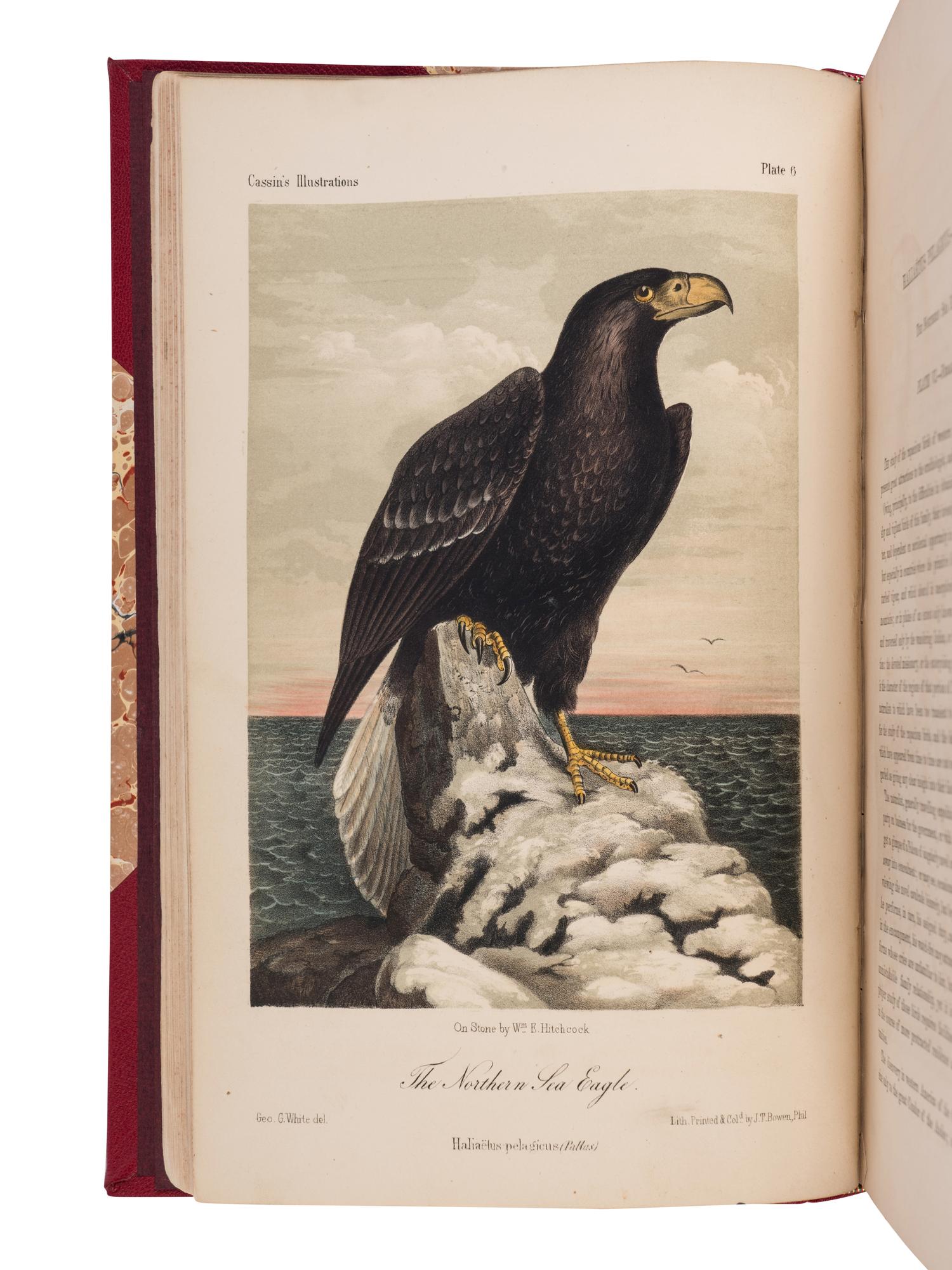 [NATURAL HISTORY]. CASSIN, John (1813-1869). Illustrations of the Birds of California, Texas, Oregon, British and Russian American . Philadelphia: J.B. Lippincott & Co., [1853]-1856.