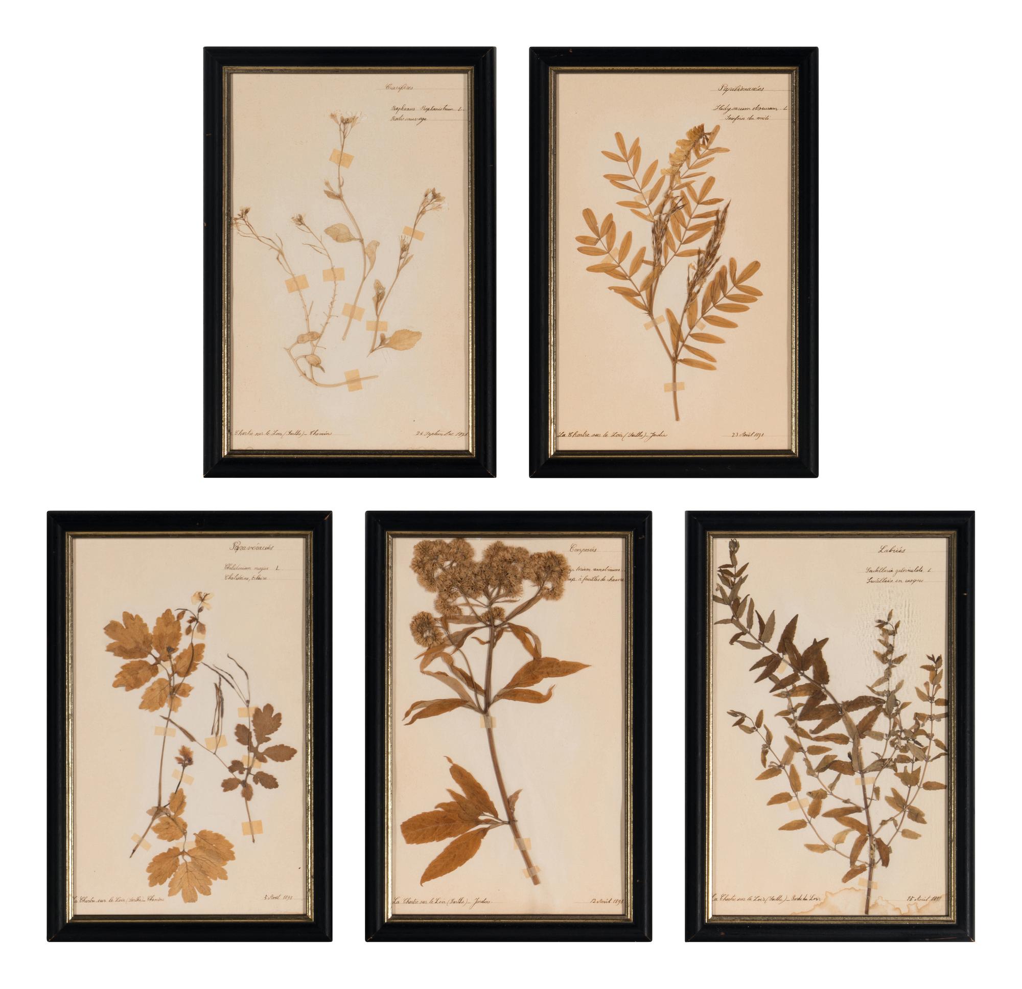 A Set of Forty-Six French Framed Botanical Specimens