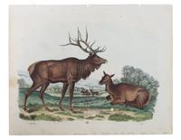 Five Hand Colored Game Prints 11 1/2 x 15 1/2 inches (largest) — 19TH CENTURY