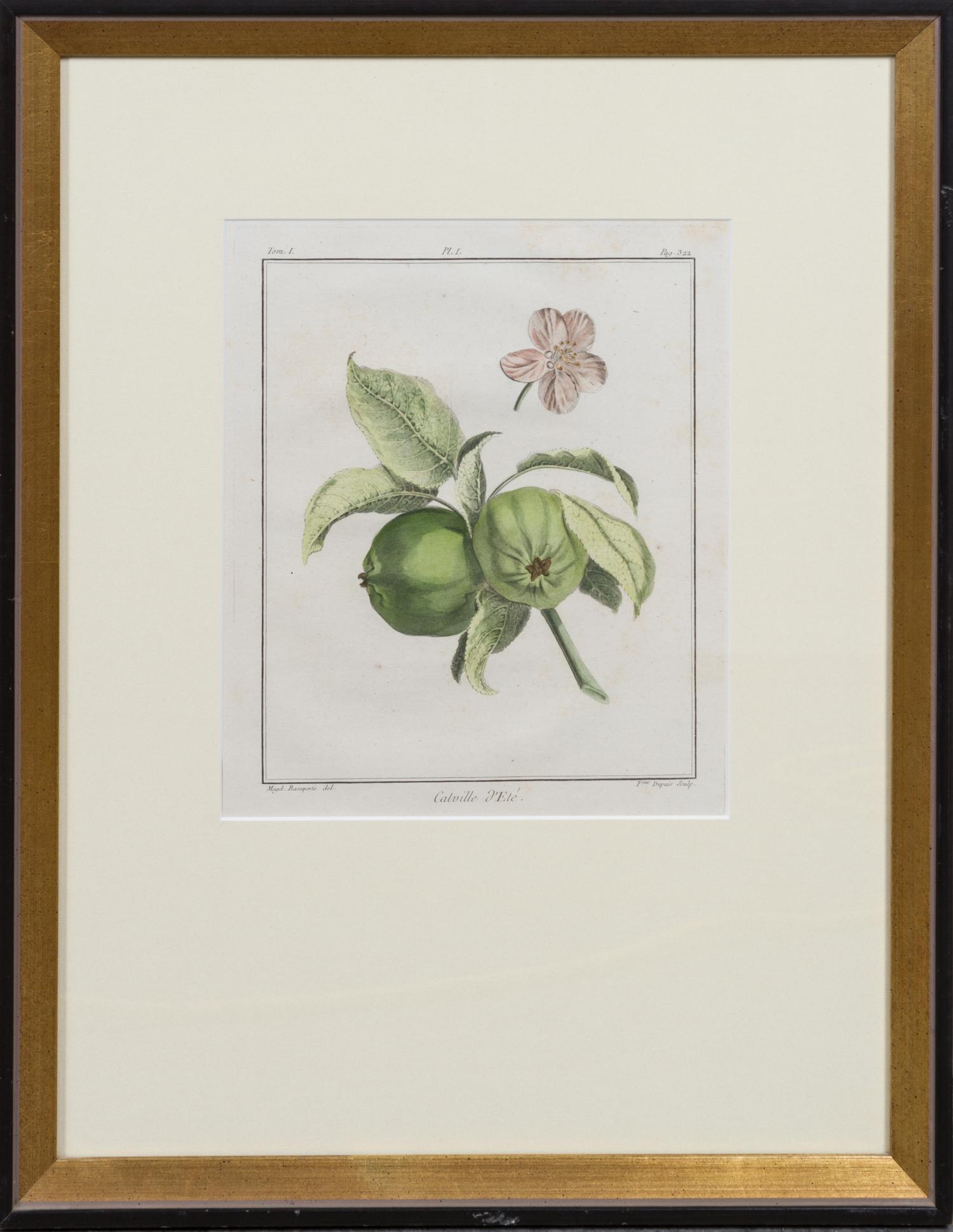 A Pair of Handcolored Botanical Engravings Height 20 1/2 x width 16 inches (framed).
