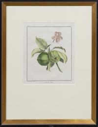 A Pair of Handcolored Botanical Engravings Height 20 1/2 x width 16 inches (framed).