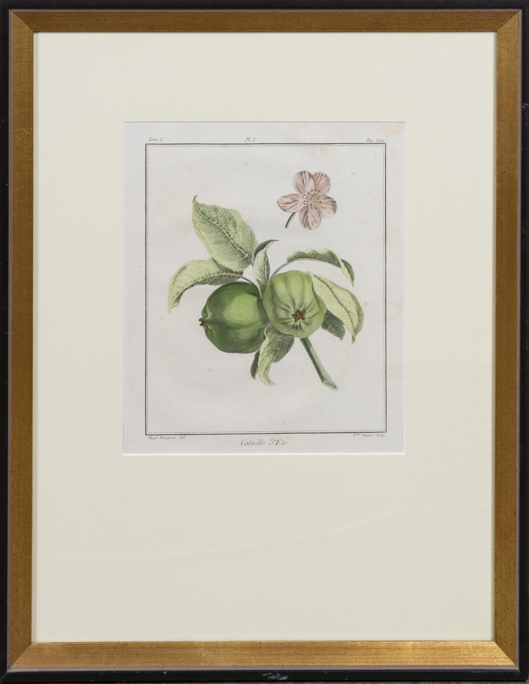 A Pair of Handcolored Botanical Engravings Height 20 1/2 x width 16 inches (framed).