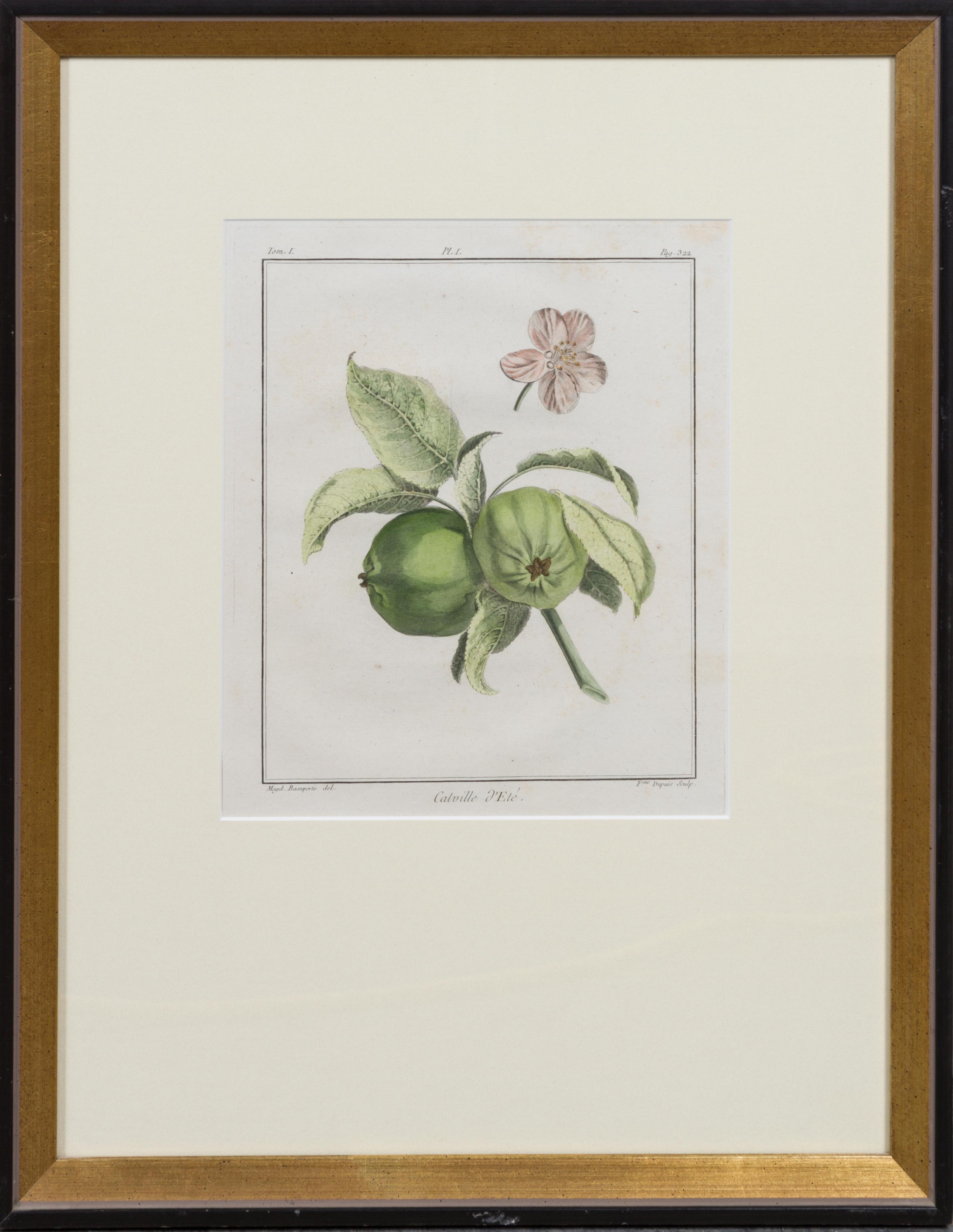 A Pair of Handcolored Botanical Engravings Height 20 1/2 x width 16 inches (framed).